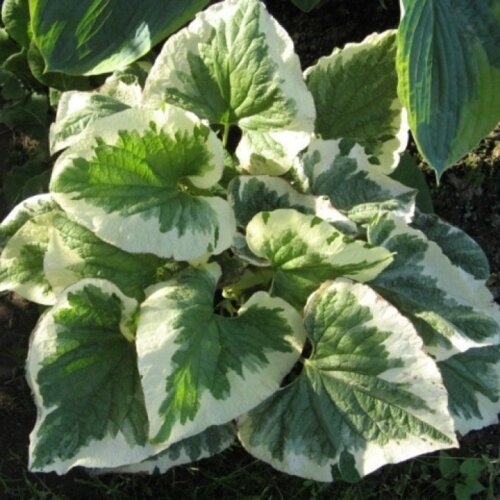 Бруннера Варієгата. (Brunnera macrophylla Variegata) С1,5 Фото Бруннера Варієгата. (Brunnera macrophylla Variegata) С1,5