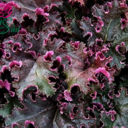 Фото Гейхера Перпл Петікоатс. (Heuchera Purple Petticoats) С2