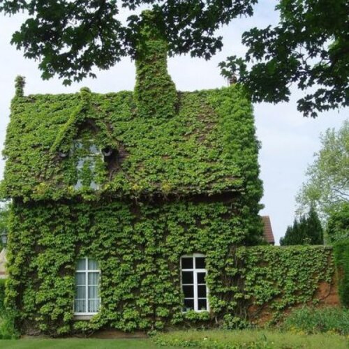 Фото Виноград Вичи привитой. (Parthenocissus tricuspidata Veitchii) С1