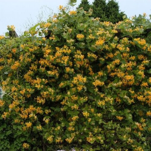 Фото Жимолость Капріфоль Тельмана. (Lonicera caprifolium x tellmanniana) С3, 4-річка