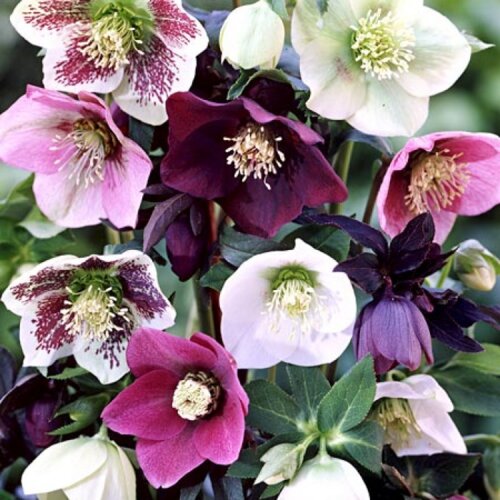 Фото Морозник/Чемерник мікс. (Helleborus) 5-ЛІТКА, С1,5