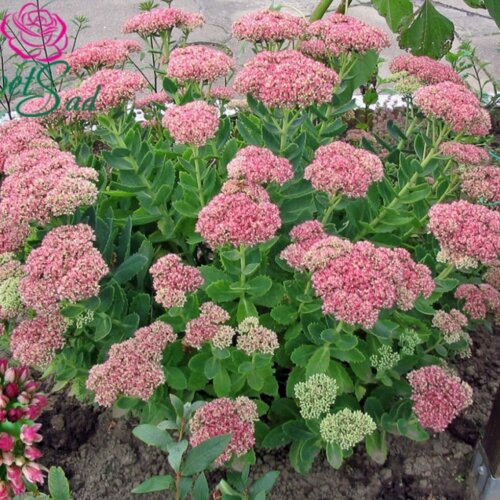 Фото Очиток видный Осенняя радость. (Sedum spectabile autumn joy)