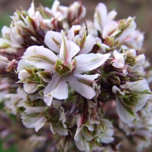 Фото Флокс метельчатый 'Пур Филинс'. (Phlox paniculata 'Pure Feelings') С2