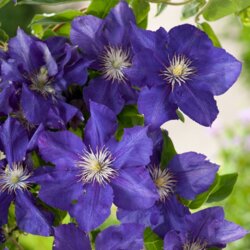 Фото Клематис Рапсодия. (Clematis Rhapsody) ІІІ группа