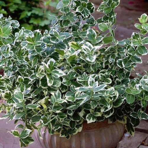 Фото Бруслина/Бересклет форчуна Сільвер Квін. (Euonymus fortunei Silver Queen) С3