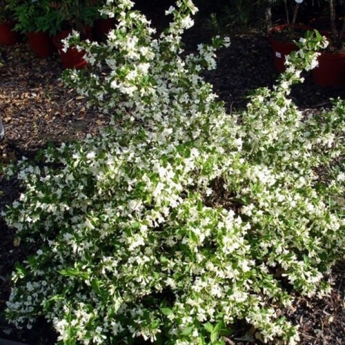Фото Вейгела Кандида. (Weigela Candida) Р9