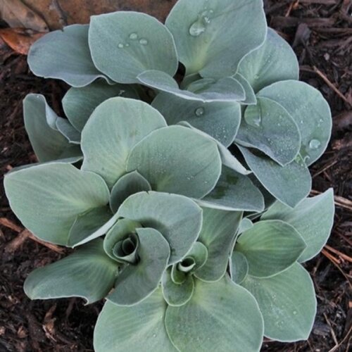 Фото Хоста Мишачі вушка. (Hosta Blue Mouse Ears) Р9