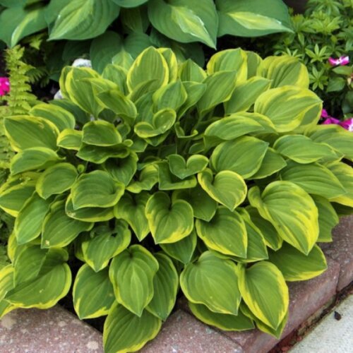 Хоста Голден Тіара. (Hosta fortunei Golden Tiara) Р9 Фото Хоста Голден Тіара. (Hosta fortunei Golden Tiara) Р9