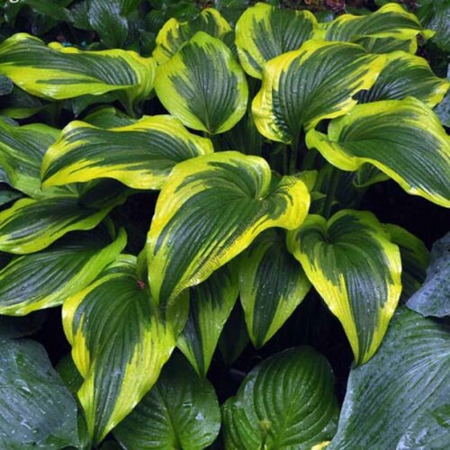 Хоста Форчуна Ауреомаргіната. (Hosta Fortunei Aureomarginata) Фото Хоста Форчуна Ауреомаргіната. (Hosta Fortunei Aureomarginata)