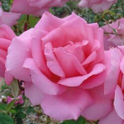 Троянда Жардін де Вілландрі. (Jardins de Villandry) Ч/Г (жовтень 2026) Фото Троянда Жардін де Вілландрі. (Jardins de Villandry) Ч/Г (жовтень 2026)