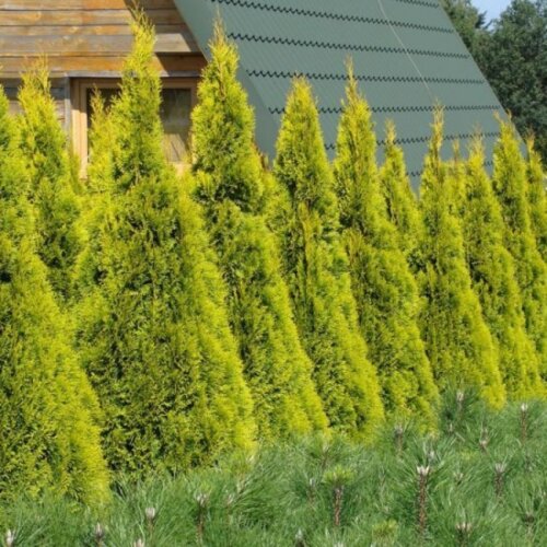 Фото Туя западная Джанет Голд/Голден Смарагд. (Thuja occidentalis Janed Gold) С7,5