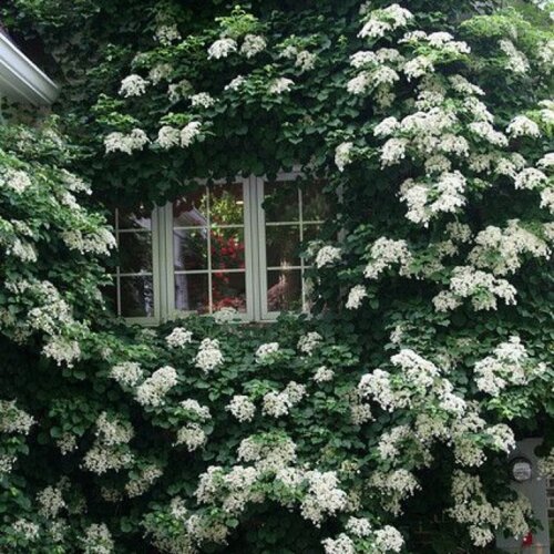 Фото Гортензия плетистая Петиоларис. (Hydrangea anomala Petiolaris) С3