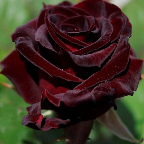 Роза Блек Баккара (Black Baccara) Ч/Г Фото Роза Блек Баккара (Black Baccara) Ч/Г