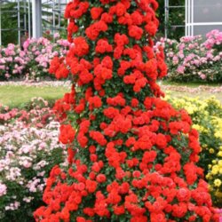 Фото Роза Оранж Мейландина. ('Orange Meillandina') Плетистая