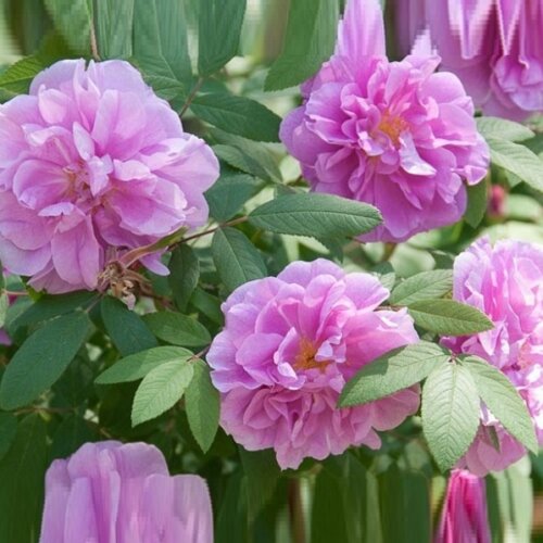 Фото Роза морщинистая Фокси Павемент. (Rosa rugosa Foxi Pavement) Ругоза 