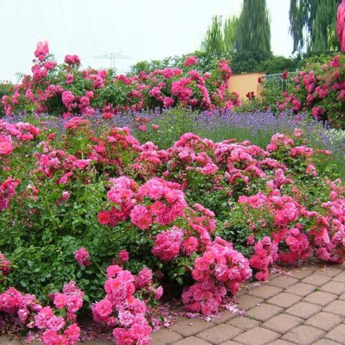Фото Роза Флауер Карпет/Хайдитраум. (Flower Carpet/Heidetraum) Почвопокровная В КОНТЕЙНЕРЕ, 3-летка