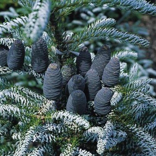Ялиця корейська Сільберлок. (Abies koreana Silberlocke) С5 Фото Ялиця корейська Сільберлок. (Abies koreana Silberlocke) С5
