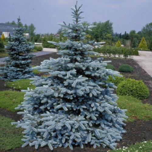 Фото Ялина колюча Хупсі. (Picea pungens Hoopsii) С10