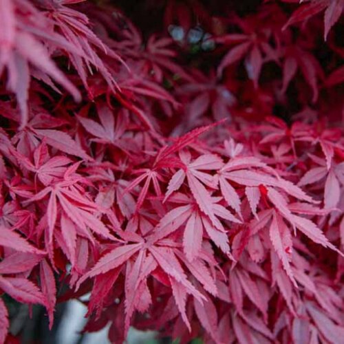 Фото Клен веерный пальмолистный Атропурпуреум. (Acer palmatum Atropurpureum) C7,5