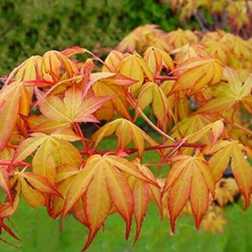 Клен віяло пальмолистий Катсура. (Acer palmatum Katsura) C5, h100-120 Фото Клен віяло пальмолистий Катсура. (Acer palmatum Katsura) C5, h100-120