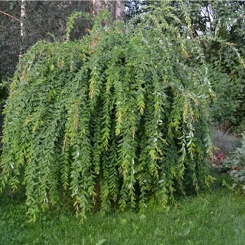 Верба плакуча Пендула. (Salix integra Pendula) на ШТАМБІ 130-140см Фото Верба плакуча Пендула. (Salix integra Pendula) на ШТАМБІ 130-140см