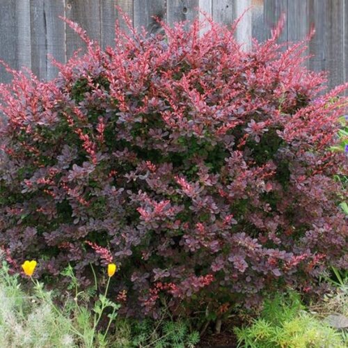 Фото Барбарис тунберга Атропурпуреа. (Berberis thunbergii Atropurpurea) С1