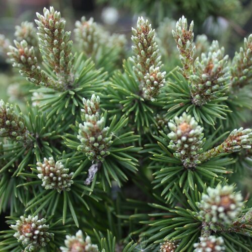 Фото Сосна горная Гном Финдлинг. (Pinus mugo Gnom Findling) С15