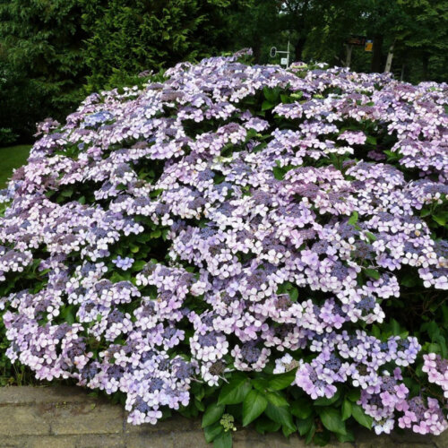 Гортензия пильчатая Блюберд. (Hydrangea serrata Bluebird) С2 Фото Гортензия пильчатая Блюберд. (Hydrangea serrata Bluebird) С2
