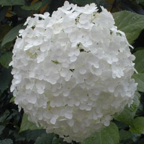 Фото Гортензія деревоподібна Анабель. (Hydrangea arborescens Annabelle) Контейнер С10