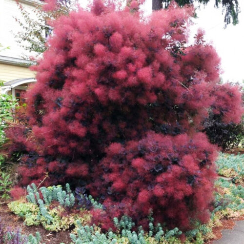 Скумпия кожевенная Роял Перпл. (Cotinus coggygria Royal Purple) С10 Фото Скумпия кожевенная Роял Перпл. (Cotinus coggygria Royal Purple) С10