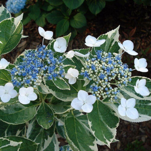 Фото Гортензия крупнолистная Триколор. (Hydrangea macrophylla Tricolor) С10