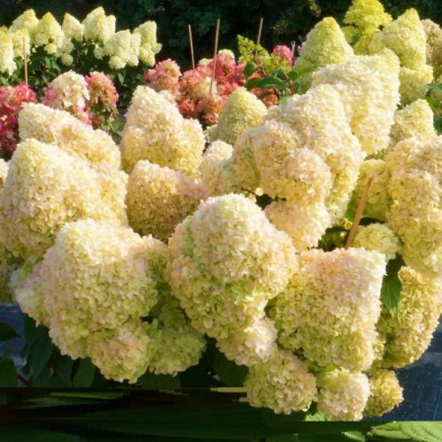 Гортензія волотиста Діамантіно. (Hydrangea paniculata Diamantino) Р9 Фото Гортензія волотиста Діамантіно. (Hydrangea paniculata Diamantino) Р9