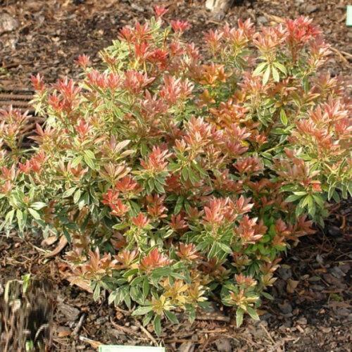 Пієріс японський Літтл Хіс. (Pieris japonica Little Heath) С5 Фото Пієріс японський Літтл Хіс. (Pieris japonica Little Heath) С5