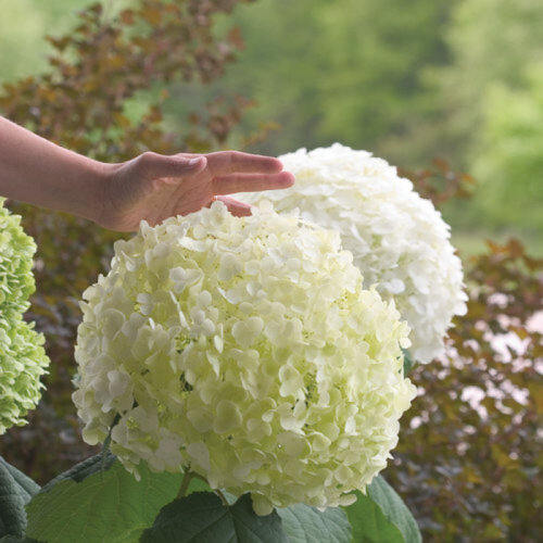 Гортензия древовидная Инкредибол АБЕТВО. (Hydrangea arborescens Incrediball Abetwo) С3 Фото Гортензия древовидная Инкредибол АБЕТВО. (Hydrangea arborescens Incrediball Abetwo) С3