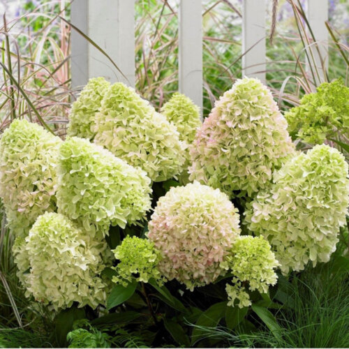 Гортензия метельчатая Литл Спуки. (Hydrangea paniculata Little Spooky PBR)(НИЗКОРОСЛАЯ) С10, 6-летка Фото Гортензия метельчатая Литл Спуки. (Hydrangea paniculata Little Spooky PBR)(НИЗКОРОСЛАЯ) С10, 6-летка
