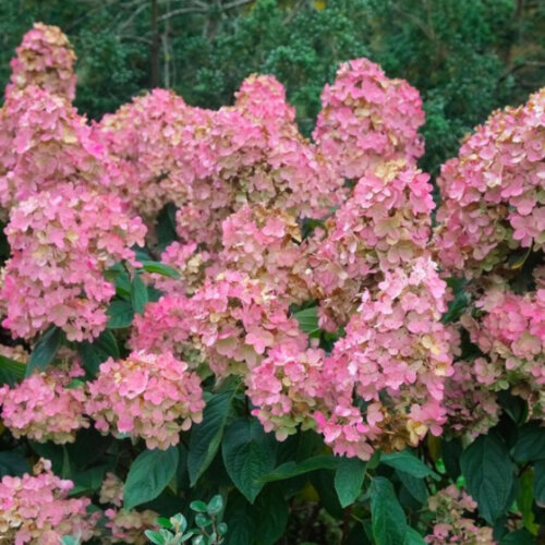 Гортензія волотиста Пінк Даймонд. (Hydrangea paniculata Pink Diamond) С3 Фото Гортензія волотиста Пінк Даймонд. (Hydrangea paniculata Pink Diamond) С3