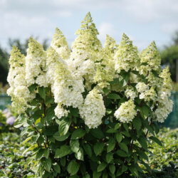 Фото Гортензія волотиста Меджикал Кіліманджаро. (Hydrangea paniculata Magical Kilimanjaro) Р9