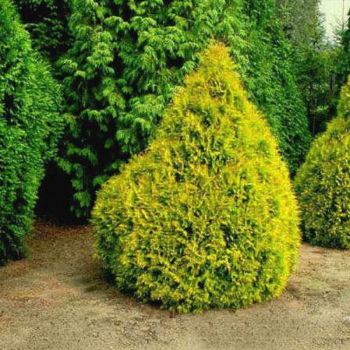 Туя западная Рейнголд. (Thuja occidentalis Rheingold) С5 Фото Туя западная Рейнголд. (Thuja occidentalis Rheingold) С5