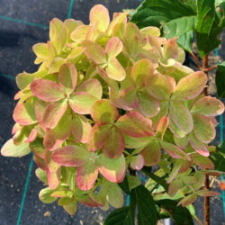 Гортензия метельчатая Пастель Грин. (Hydrangea paniculata Pastel Green/Rencolor) С4 Фото Гортензия метельчатая Пастель Грин. (Hydrangea paniculata Pastel Green/Rencolor) С4