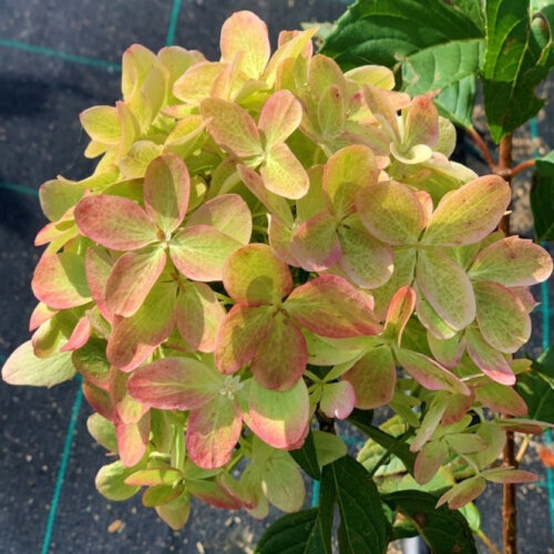 Гортензия метельчатая Пастель Грин. (Hydrangea paniculata Pastel Green/Rencolor) С4 Фото Гортензия метельчатая Пастель Грин. (Hydrangea paniculata Pastel Green/Rencolor) С4