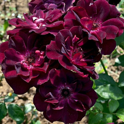 Фото Роза Бургунди Айс. (Burgundy Ice) Флорибунда