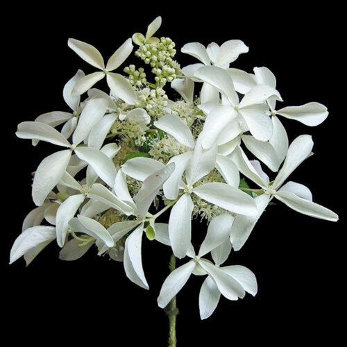 Фото Гортензія волотиста Грейт Стар. (Hydrangea paniculata Great Star®/ Le Vasterial) С3
