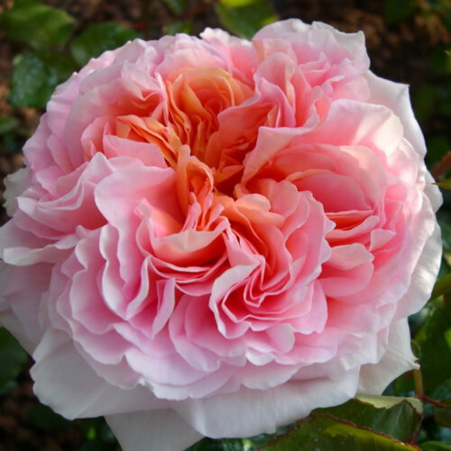 Фото Троянда Абрахам Дербі. (Abraham Darby) АНГЛ. (листопад 2026)