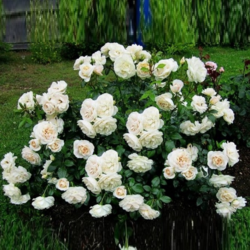 Фото Роза Лайонс розе. (Lions Rose) Флорибунда