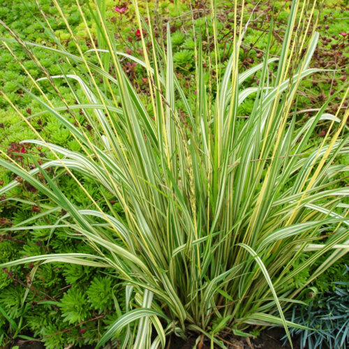 Фото Молиния голубая Вариегата. (Molinia variegata)