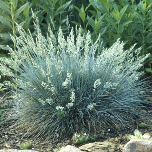 Вівсяниця/костриця сива. (Festuca valesiaca Glaucantha) С1,5 Фото Вівсяниця/костриця сива. (Festuca valesiaca Glaucantha) С1,5