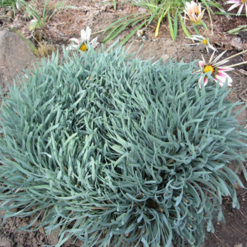 Лук спиральный. (Allium spirale) Р9 Фото Лук спиральный. (Allium spirale) Р9