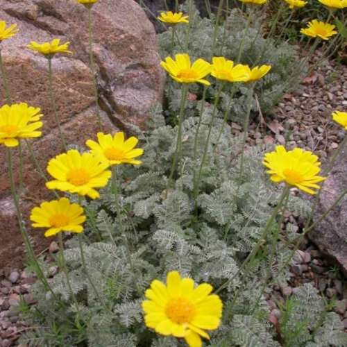 Пупавка Маршалла/ромашка. (Anthemis marschalliana) Фото Пупавка Маршалла/ромашка. (Anthemis marschalliana)