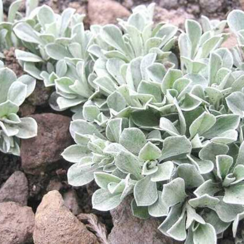 Антеннария двудомная (кошачья лапка). (Antennaria dioica) Р9 Фото Антеннария двудомная (кошачья лапка). (Antennaria dioica) Р9