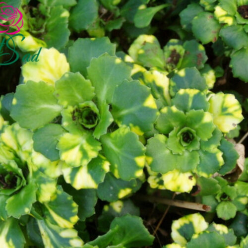 Ломикамінь варієгатний. (Saxifraga umbrosa variegata) Р9 Фото Ломикамінь варієгатний. (Saxifraga umbrosa variegata) Р9
